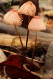Marasmius pulcherripes image