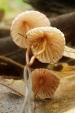 Marasmius pulcherripes image