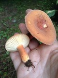 Lactarius hygrophoroides image