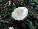 Amanita velatipes image