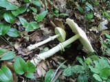 Amanita velatipes image
