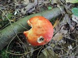 Russula aurea image