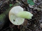 Russula aurea image