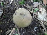 Russula variata image