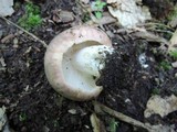 Russula variata image