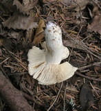 Russula foetens image