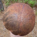 Boletus oliveisporus image