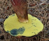 Boletus oliveisporus image