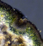Acarospora veronensis image