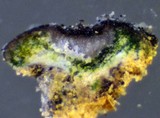 Acarospora veronensis image