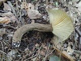 Lactarius lignyotus var. canadensis image