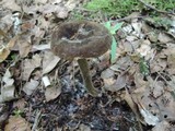Lactarius lignyotus var. canadensis image