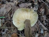 Lactarius lignyotus image