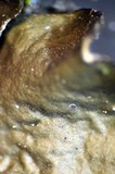 Melanelixia subargentifera image