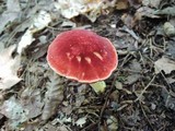 Chalciporus pseudorubinellus image