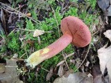 Chalciporus pseudorubinellus image
