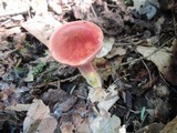 Chalciporus pseudorubinellus image