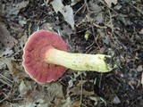 Chalciporus pseudorubinellus image