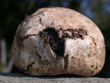 Scleroderma bovista image
