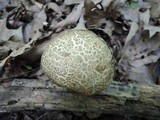 Leccinellum quercophilum image