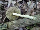 Leccinellum quercophilum image