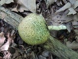 Leccinellum quercophilum image