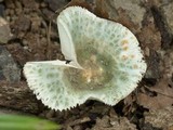 Russula parvovirescens image