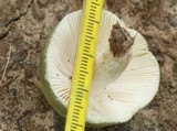 Russula parvovirescens image