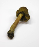 Cortinarius olivaceofuscus image