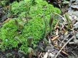 Microglossum viride image