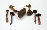 Cortinarius sanguineus image