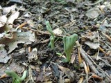 Microglossum viride image