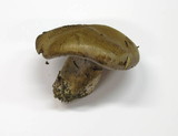 Cortinarius variicolor image