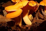 Cantharellus lateritius image