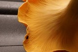 Cantharellus lateritius image