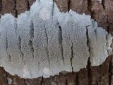 Varicellaria velata image