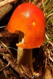 Amanita parcivolvata image