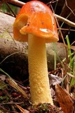 Amanita parcivolvata image