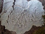 Varicellaria velata image