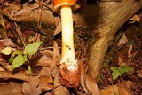 Amanita parcivolvata image