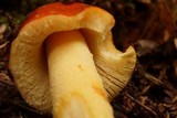 Amanita parcivolvata image