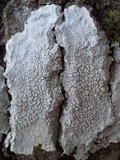 Varicellaria velata image