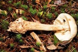 Amanita brunnescens image