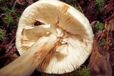 Amanita brunnescens image
