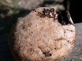 Scleroderma bovista image