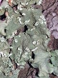 Flavopunctelia soredica image