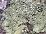 Flavopunctelia soredica image