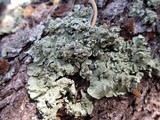 Flavopunctelia soredica image
