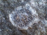 Arthonia calcarea image