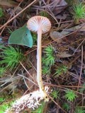 Hygrocybe laeta var. laeta image